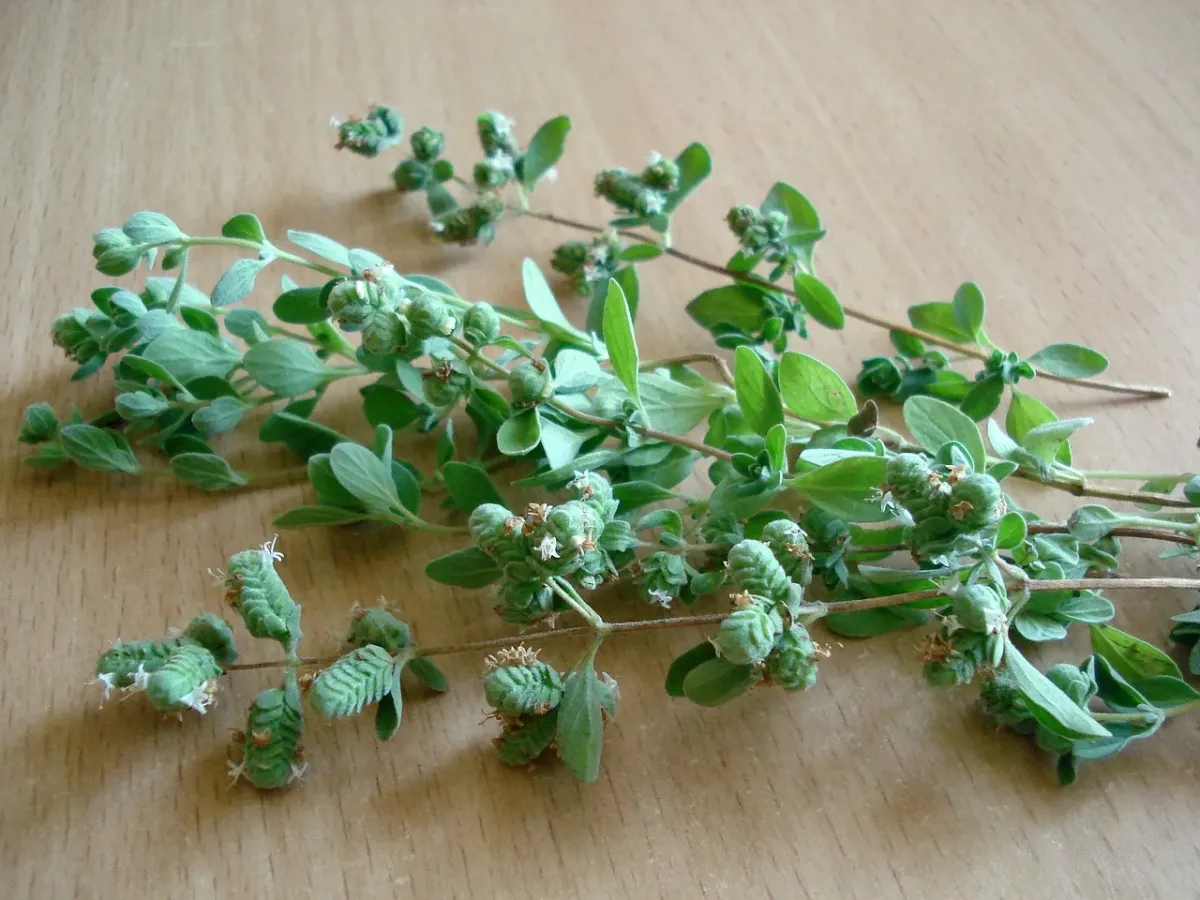 Oregano – odmiany, zastosowanie i magiczne działanie naparu
