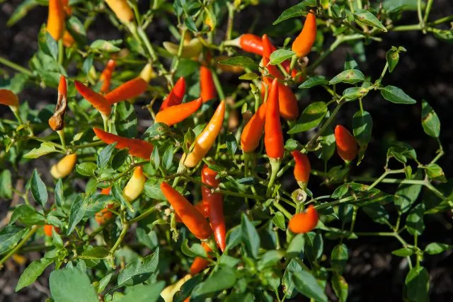 Ostra papryczka chili właściwości, uprawa, przepisy