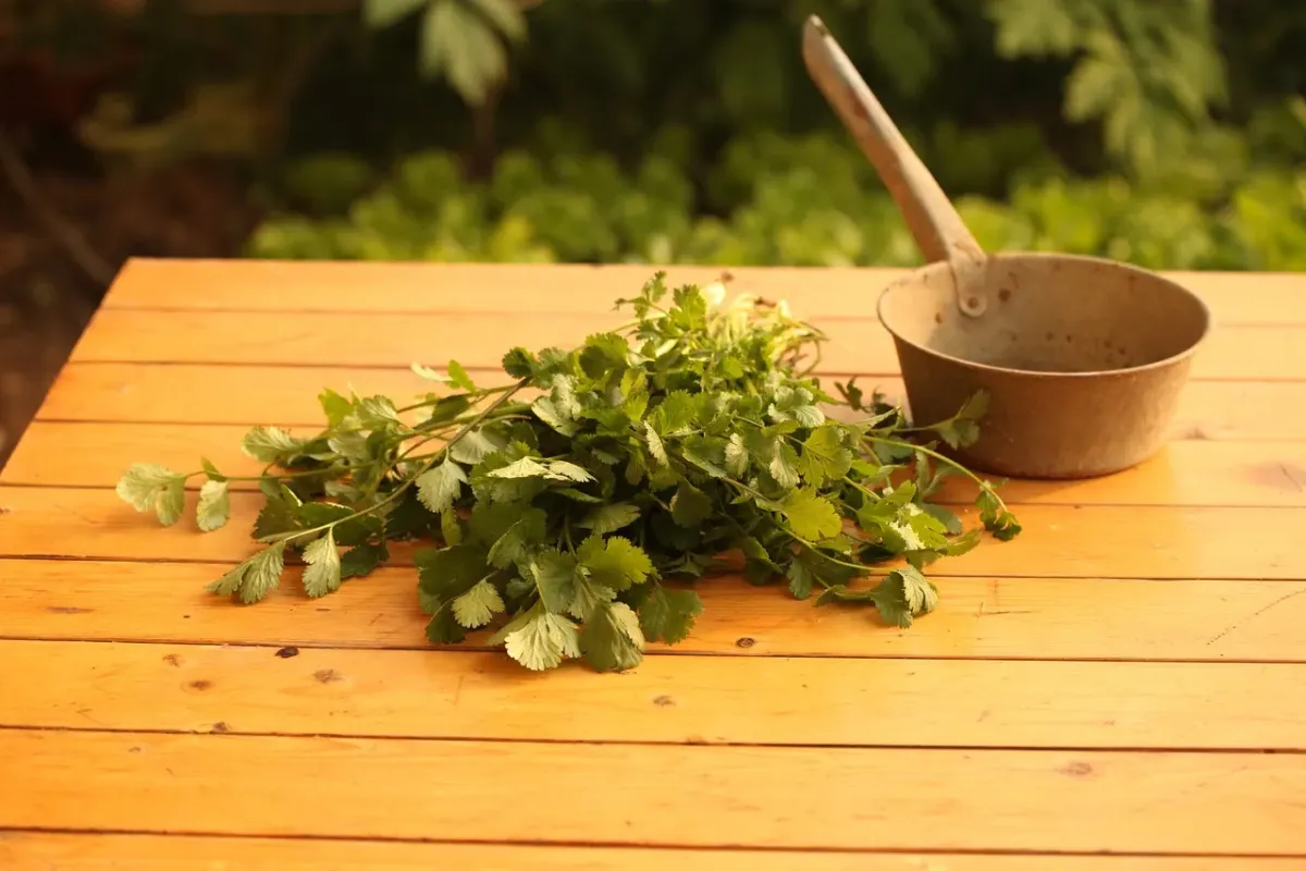 Kolendra: Świeża czy suszona? Właściwości i przepis na najlepsze pesto